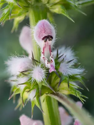 Leonurus cardiaca corolla and calyx