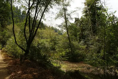 Forest around Waddell Creek (275830650)