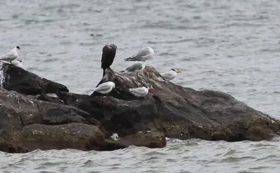 Thalasseus maximus (Royal Tern) 41