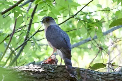 Accipiter striatus, Dauphin Island, Alabama 1