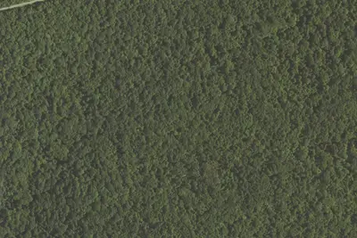 forest campsite