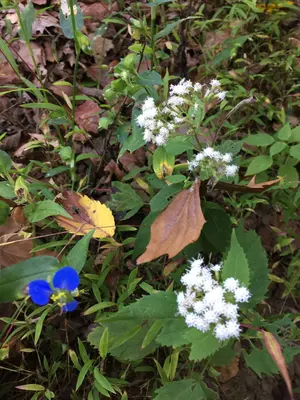 HONF DayFlowerBoneset FC101116 (30176726051)