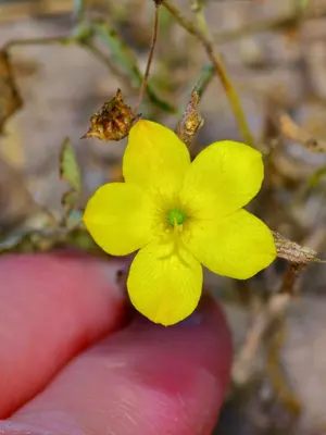 Talinum polygaloides 237303046