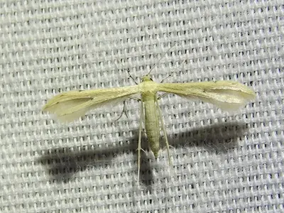 Hellinsia pectodactylus 104678219
