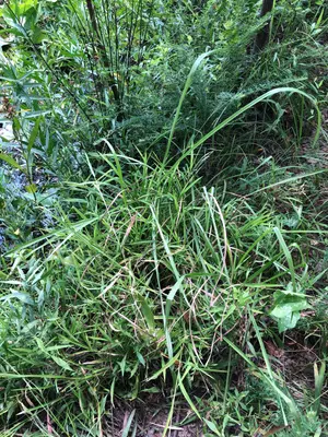Leersia virginica iNat-147623237