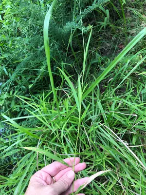Leersia virginica iNat-147623201