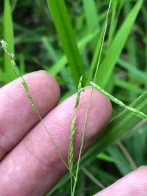 Leersia virginica iNat-147623162