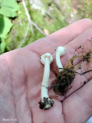 Inocybe sindonia 160380602