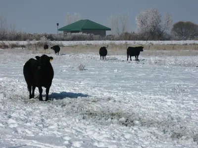 Black Cattle in White Snow - panoramio