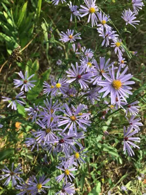 Symphyotrichum laeve 93797924