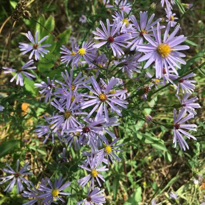 Symphyotrichum laeve 93797924 (cropped)