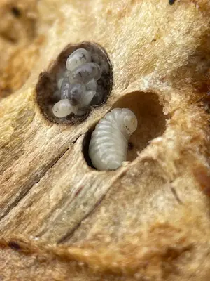 Andricus quercuscalifornicus 454576503