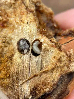 Andricus quercuscalifornicus 454576487