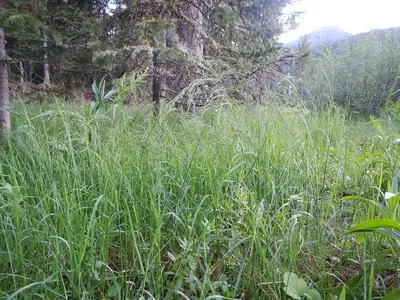 Poa palustris (15106130425)