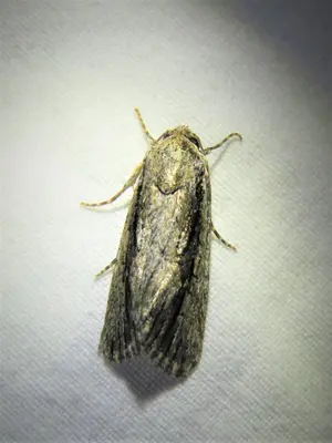Sympistis atricollaris 22341603