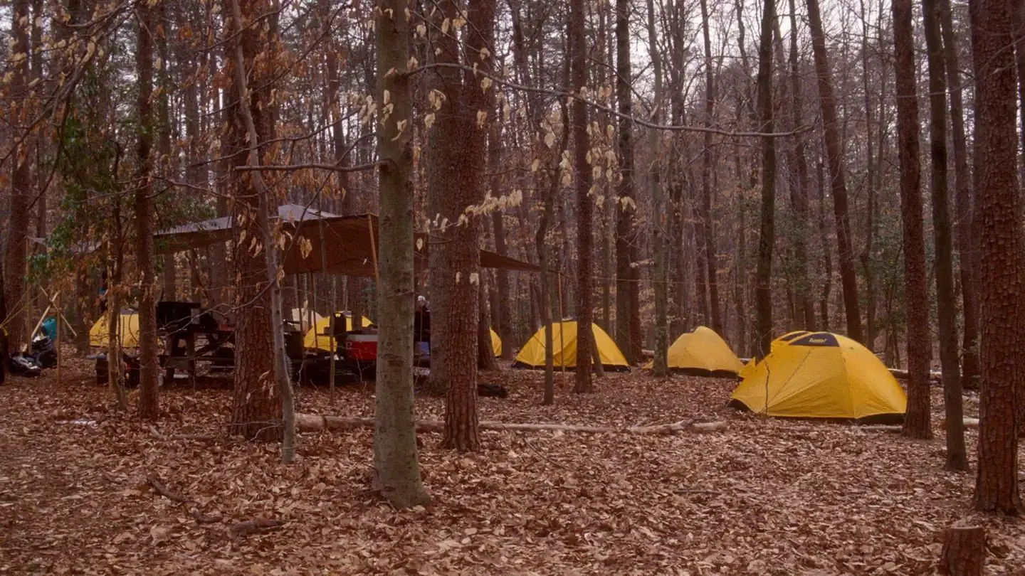 Multiple yellow tents clustered among fallen leaves