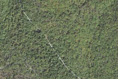 Old Dutch - Michaux Campsite #11