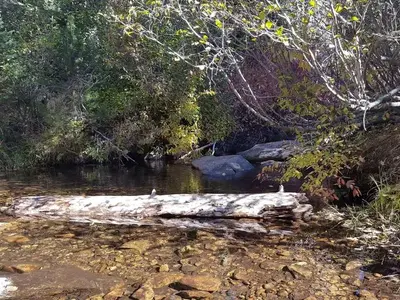 Chapman Creek