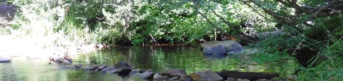 Chapman Creek