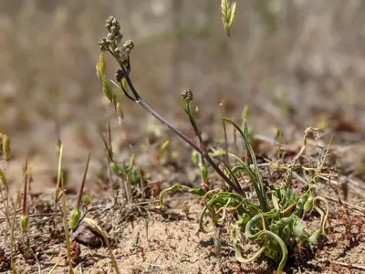 Chlorogalum purpureum purpureum 121016867