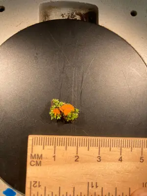 Anthracobia melaloma 118438735