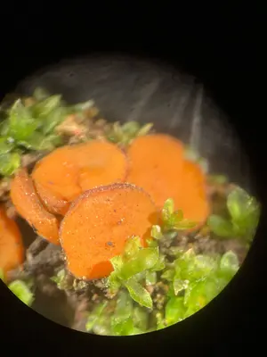 Anthracobia melaloma 118438741