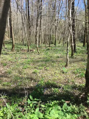 Sipsey Wilderness 2018 03