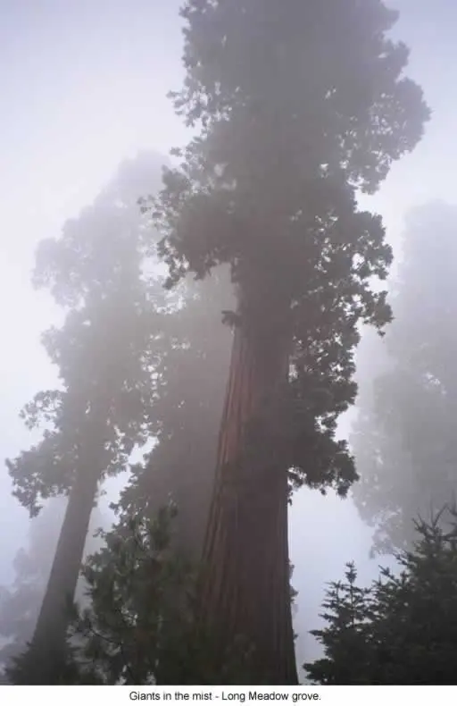 Photo of Sequoia National Forest