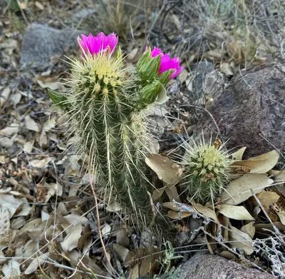 Echinocereus ledingii 14