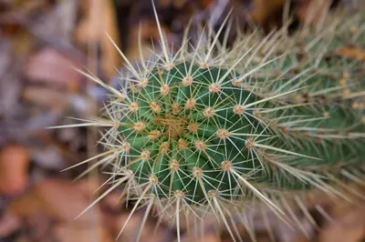 Echinocereus ledingii 5