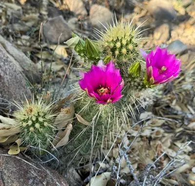 Echinocereus ledingii 13