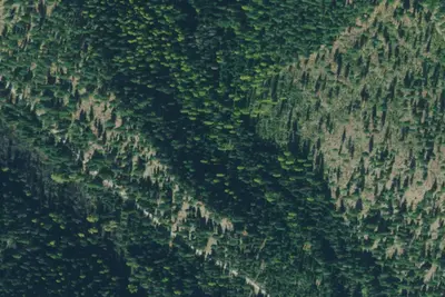 Tamarack 006