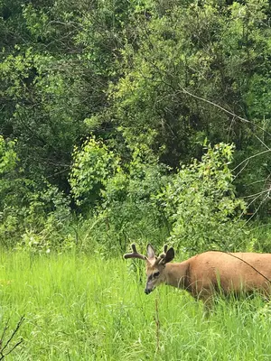 Elk view