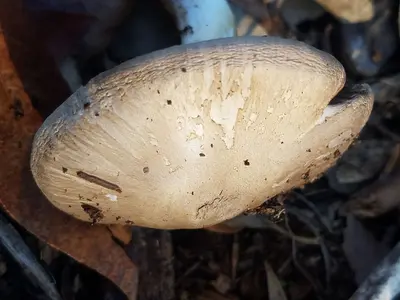 Agaricus L. (Mushroom Observer-979633)