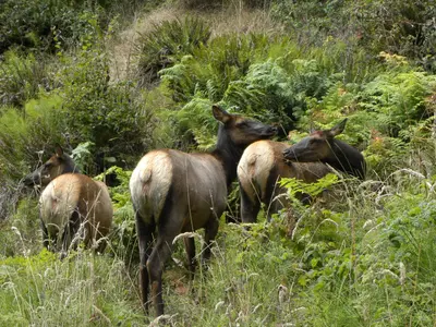 Sinkyone State Wilderness-Roosevelt Elk - panoramio