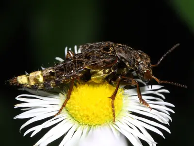 Ontholestes cingulatus