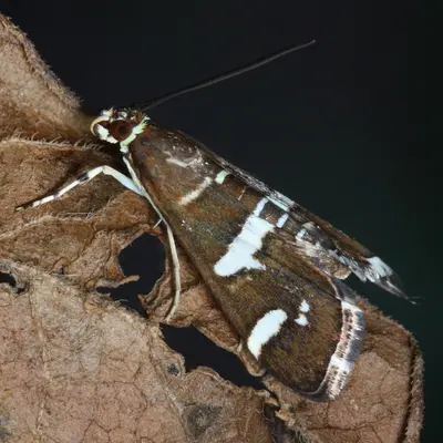 Spoladea recurvalis adult