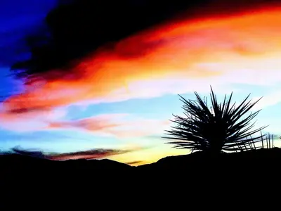Sunset Over a Mojave Yucca (50011130497)