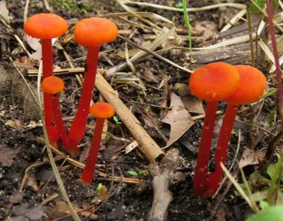 Hygrocybe cantharellus 38161726