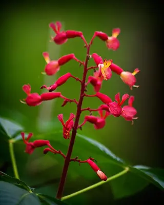 Red and Green (5565937765)