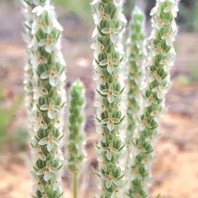 Plantago patagonica - Laura Gaudette 01