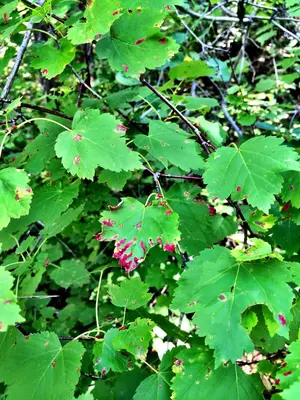 Rocky Mountain Maple (15063963730)