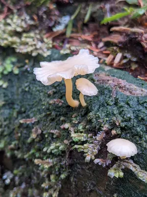 Lichenomphalia umbellifera Oregon Coast 02