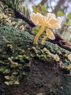 Lichenomphalia umbellifera Oregon Coast 01