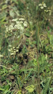 Perideridia gairdneri (5183144272)
