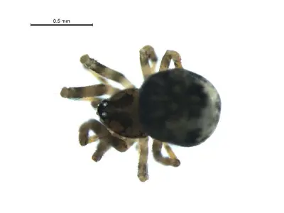 Trogloneta paradoxa 1