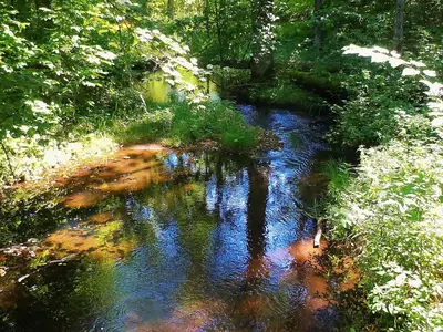 Stream off of Trout Lake - panoramio