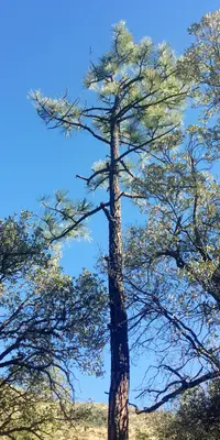 Pinus engelmannii, Turkey Creek, Cochise County, Arizona 1