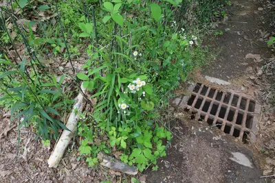 Flowers of California Woods Cincinnati May 2023zb-2