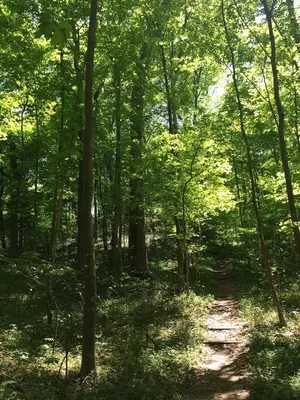 California Woods (Cincinnati, Ohio)